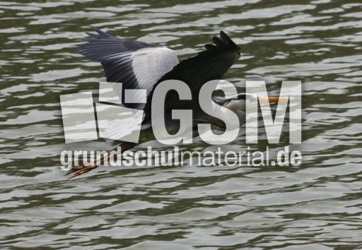 Graureiher-A 231.jpg